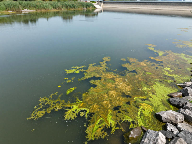 葉綠素a超標導致的水體水華現象 葉綠素a超標導致的水體水華現象